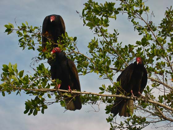 Turkey vultures waiting for their prey